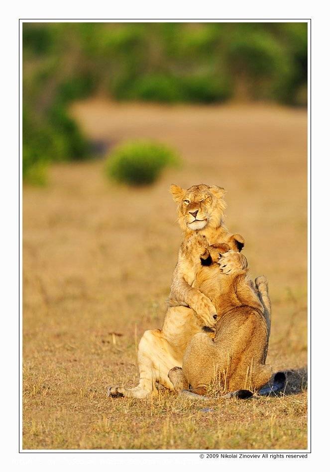 африка, лев, животные, Николай Зиновьев