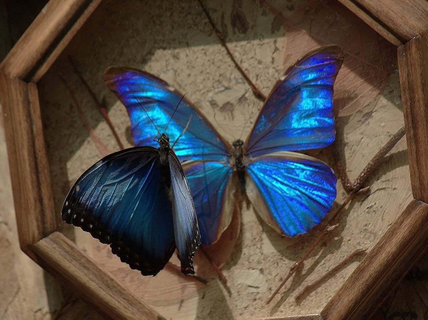 бабочка, Солодухин Виктор