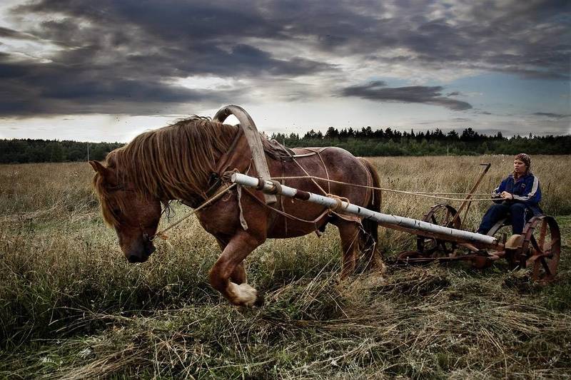 Сенокос фото превью