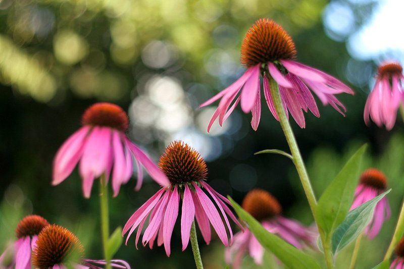 лето В калейдоскопе лета фото превью