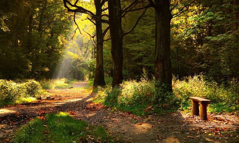 Лесная фото превью