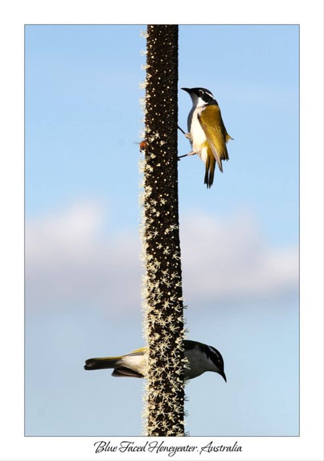 птицы, природа, Раевская Ольга