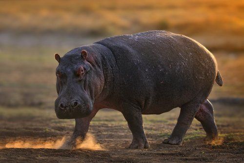 Коля, не будите во мне звЭря!