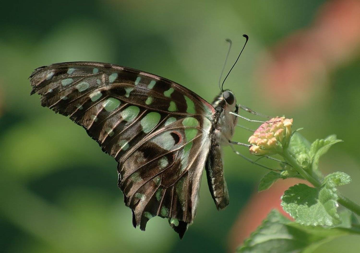 бабочка, Солодухин Виктор