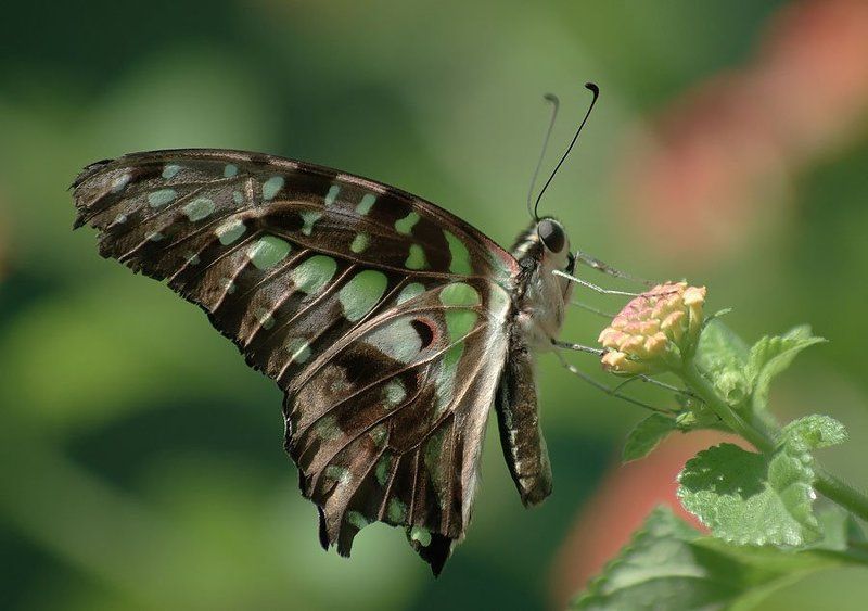 бабочка Бабочка фото превью