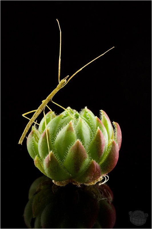 палочник аннамский, макро, новорождённый, молодило Почему я не птица! фото превью