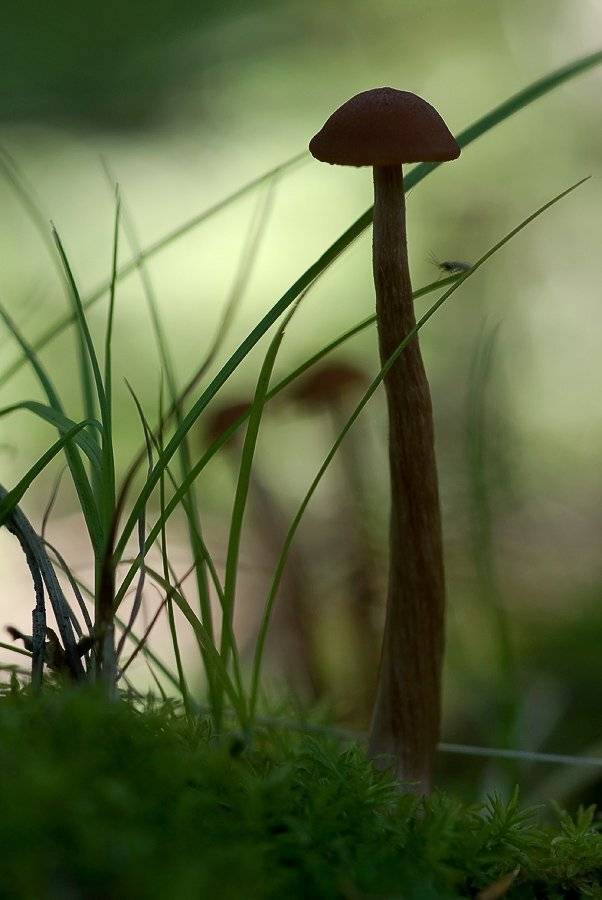 гриб, сумерки, Юлия