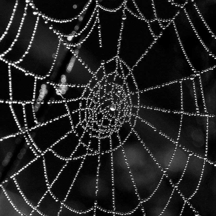 паутина, графика, мишень, капли, no collage, скань, роса, Макс Шамота