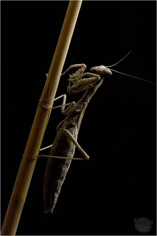 макро, богомол, амелис, портрет, Amazon-san