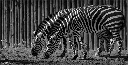 Жизнь вдвоем.