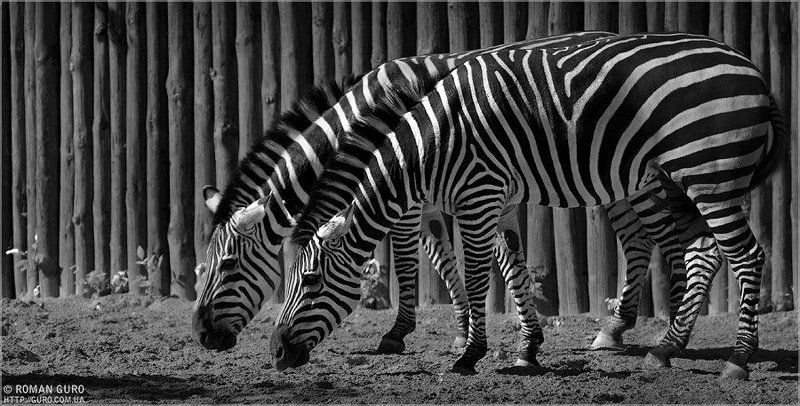 жизнь, полоса, белая, черная Жизнь вдвоем. фото превью