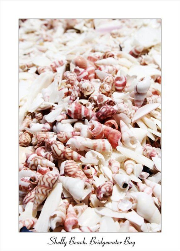 ракушки Shelly beach фото превью