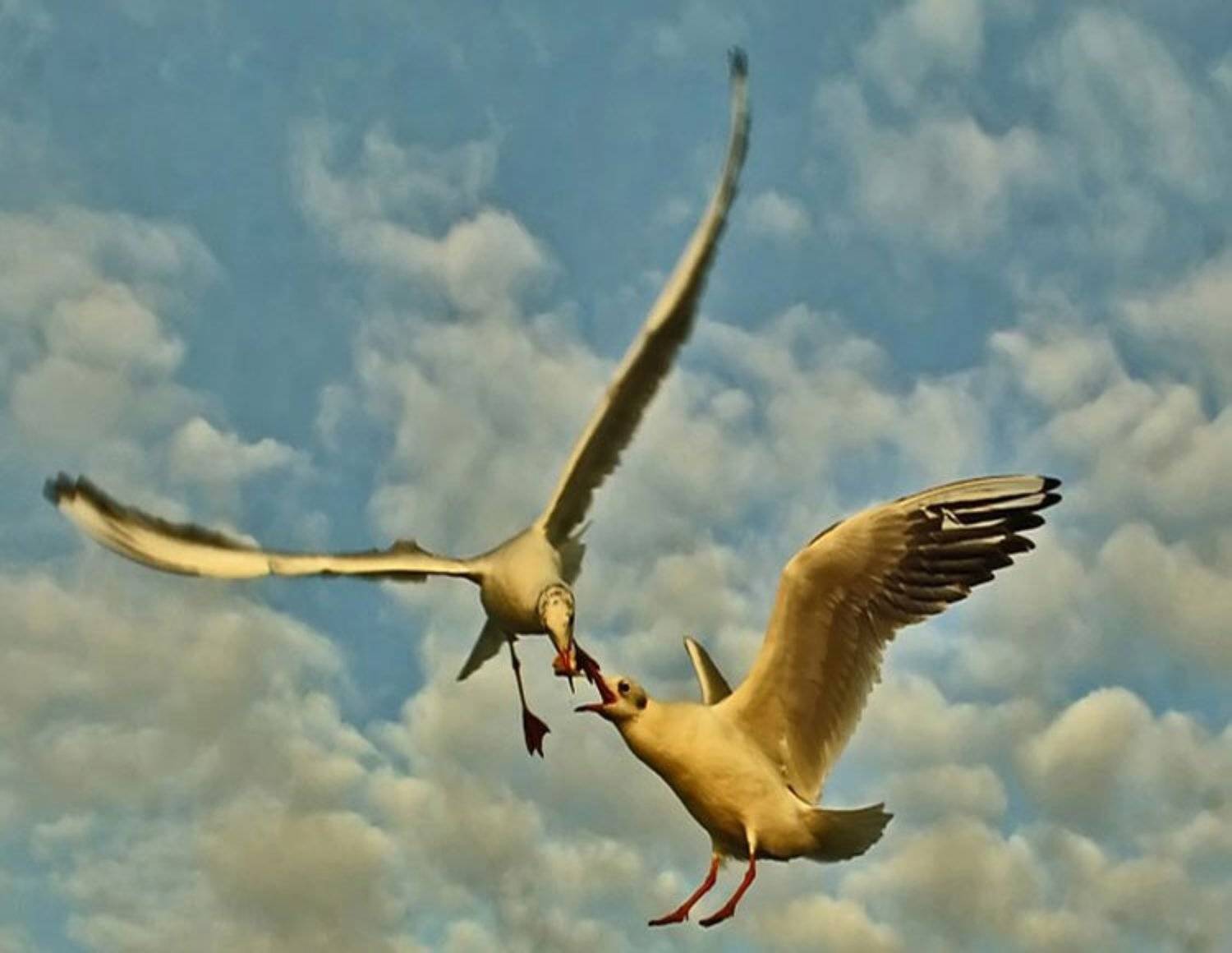 природа, птицы, omurerdogan