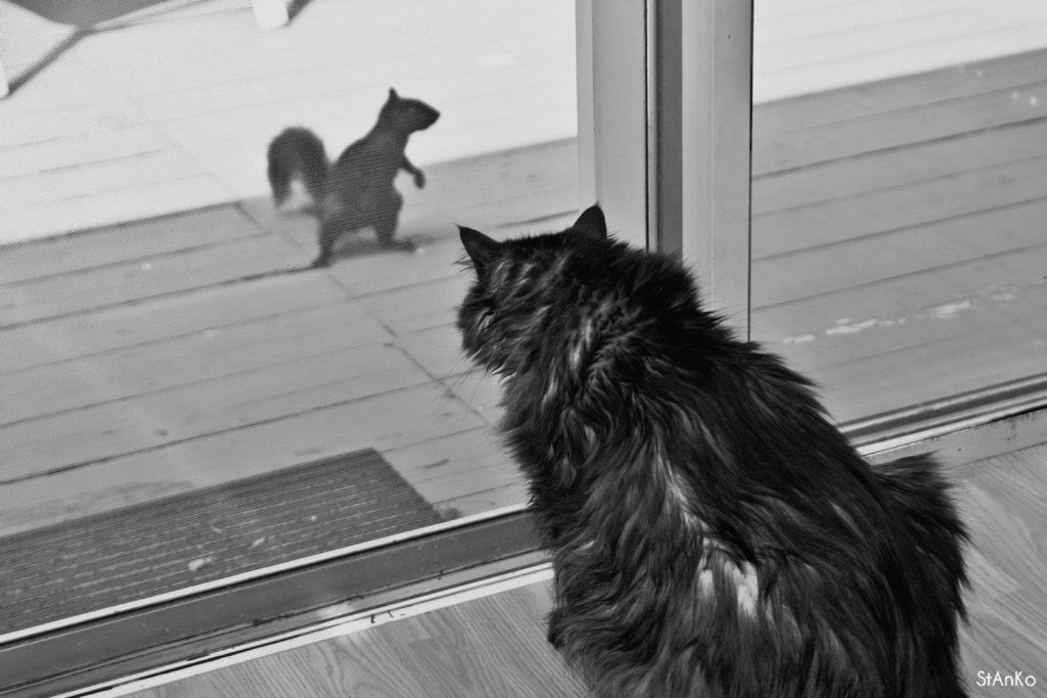 станко, животные, Андрей Станко
