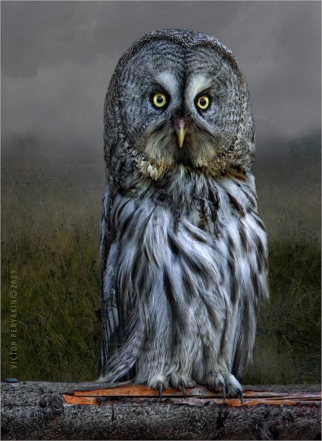 неясыть, сова, утро, туман, вселенная, Виктор Перякин