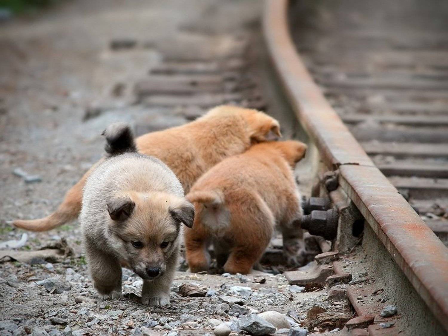 собаки, щенки, бездомные, Алексей Баяндин