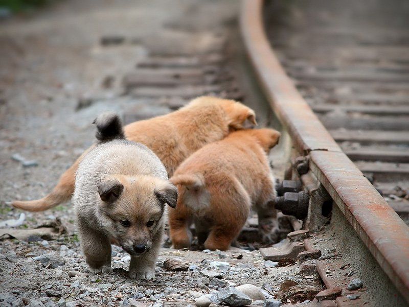 собаки, щенки, бездомные Прятки фото превью
