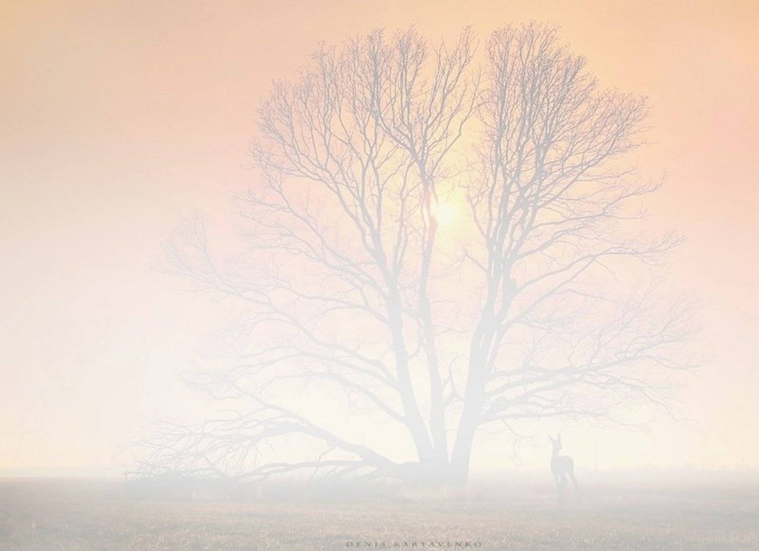 весна, задымленность, закат, олененок, пейзаж, Denis Kartavenko