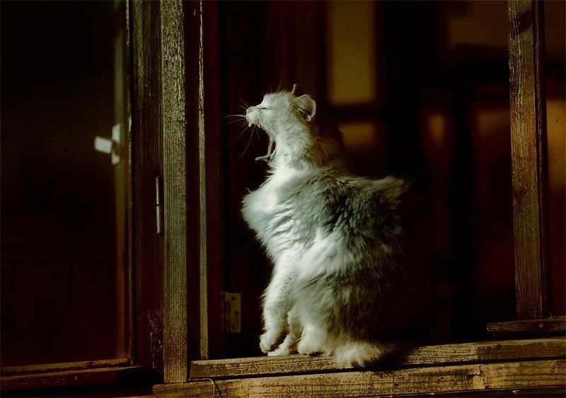 Утренние потягушечки фото превью