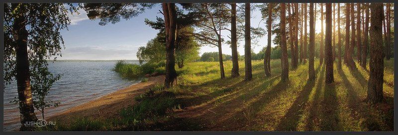 панорама, сосны, вечер, озеро Сосновый бор у озера фото превью