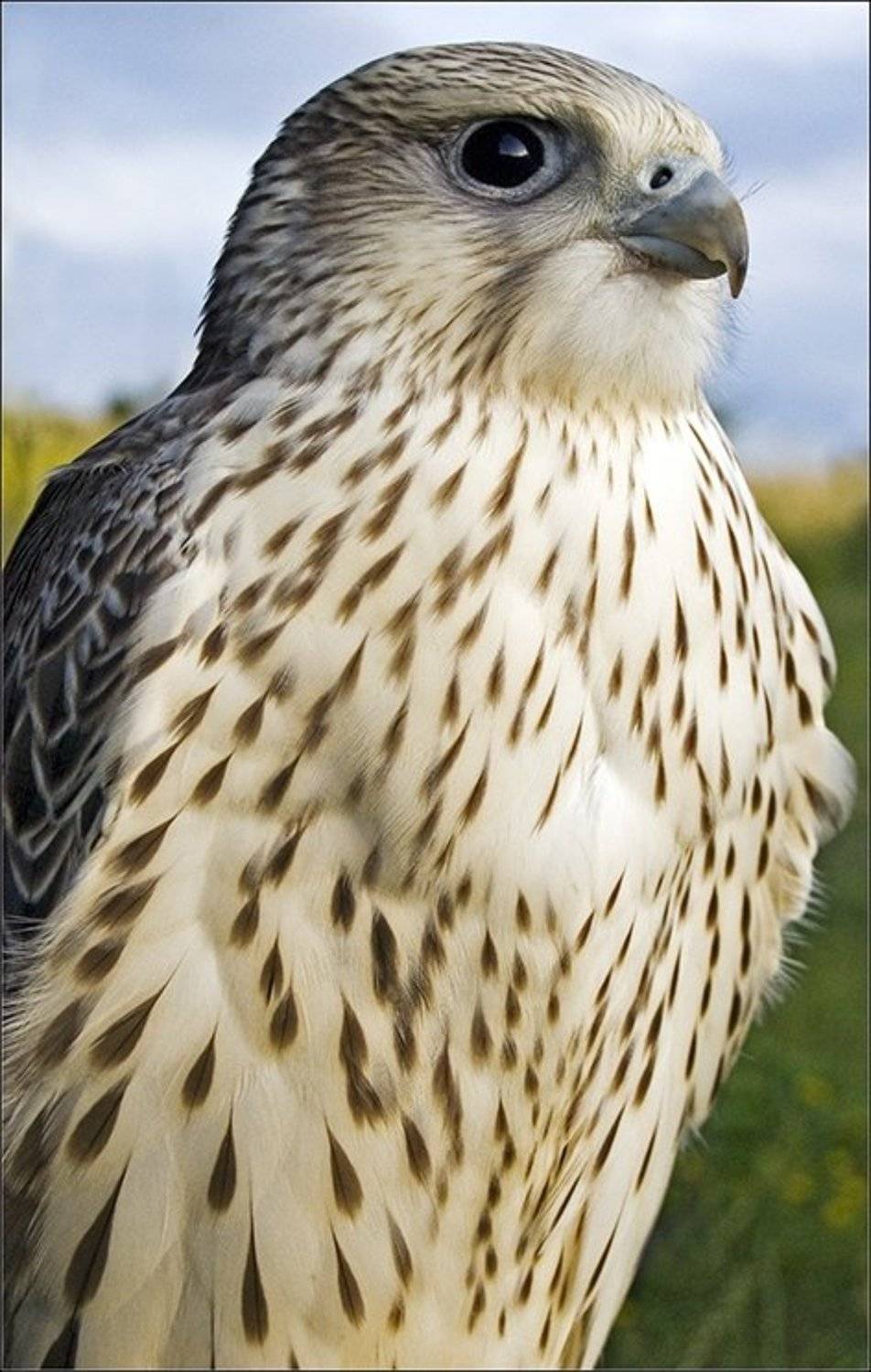 , Срибный Евгений