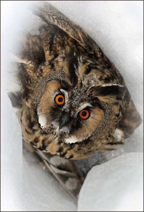 ***, Васенин Валерий