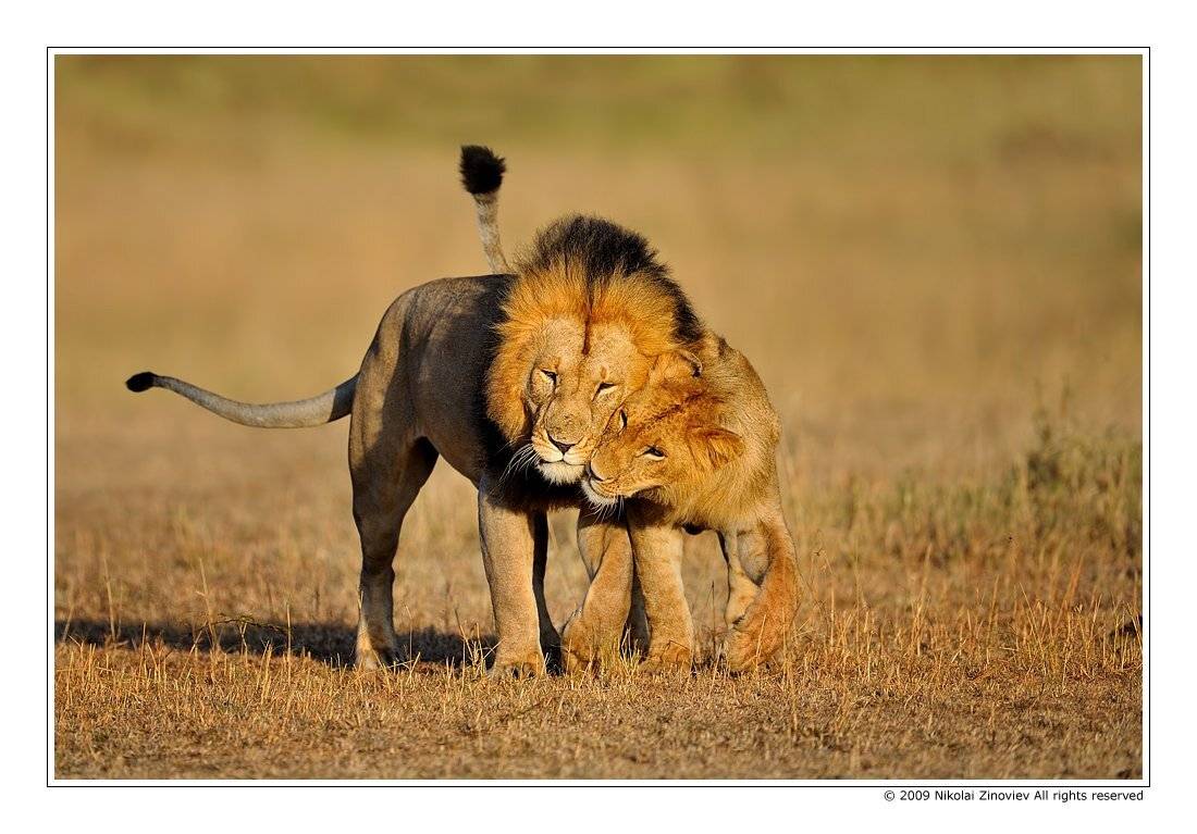 африка, кения, масай, мара, лев, Николай Зиновьев