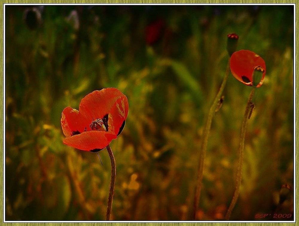 , СЕРГЕЙ СВИРИДОВ