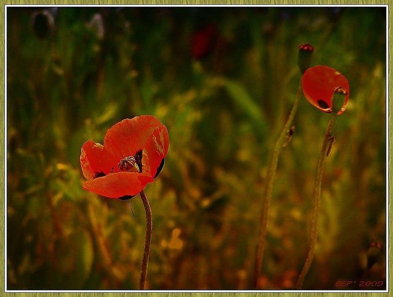 МАКИ... фото превью