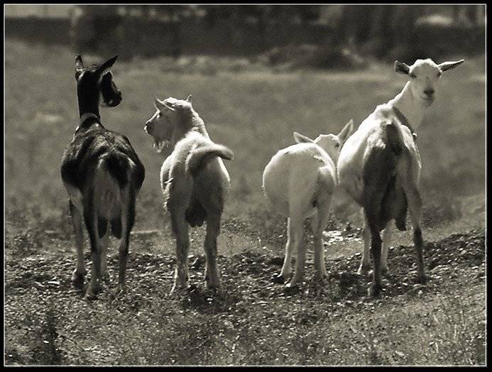 козлики, Angel-b