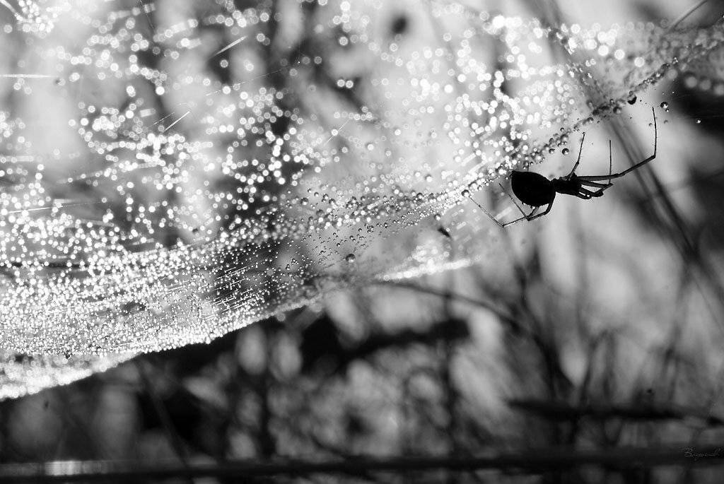 , Владислав.