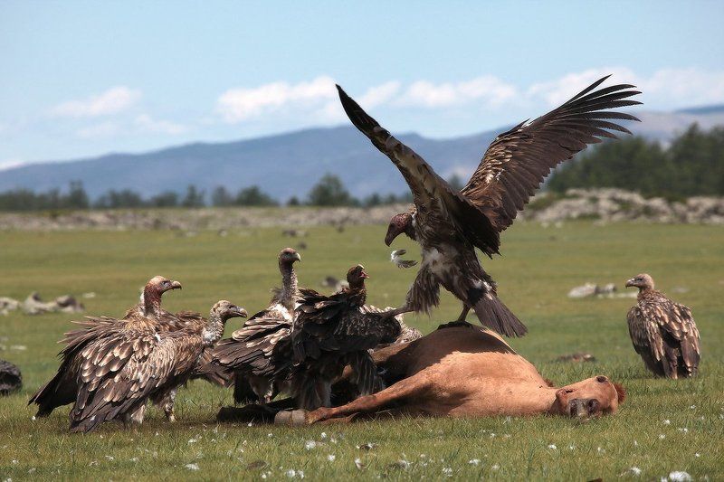 ПИР... фото превью