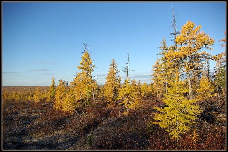 тайга, осень Бабье лето фото превью