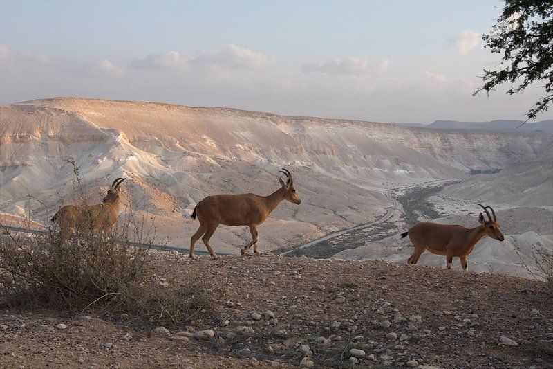 Новогодний этюд с козочками фото превью