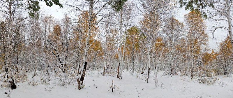 бурятия, улан-удэ, сентябрь, снег, снегопад \