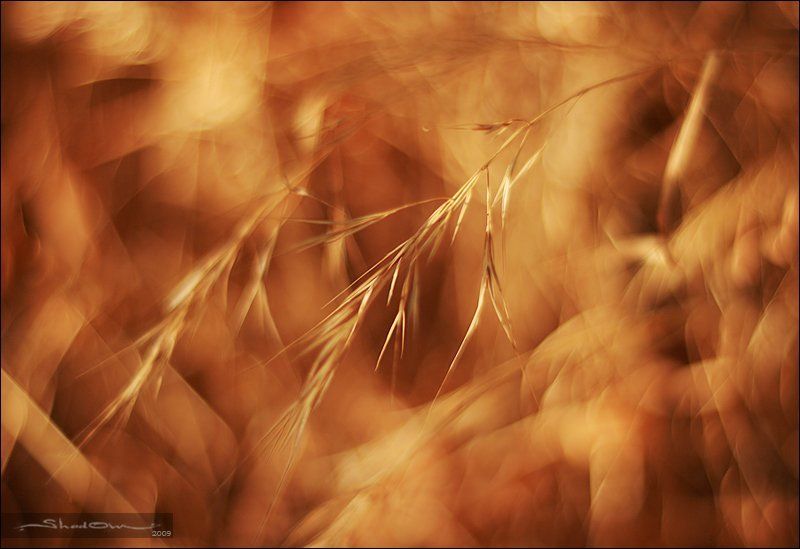 shd, www.shad0w.ru >> фото превью