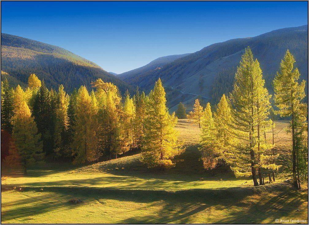 алтай, горы, горный алтай, язула, улаганский район, осень, золото, аня графова, Аня Графова