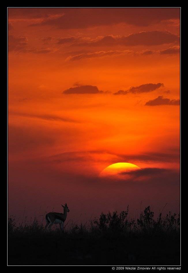 африка, кения, газель, томсона, закат, Николай Зиновьев