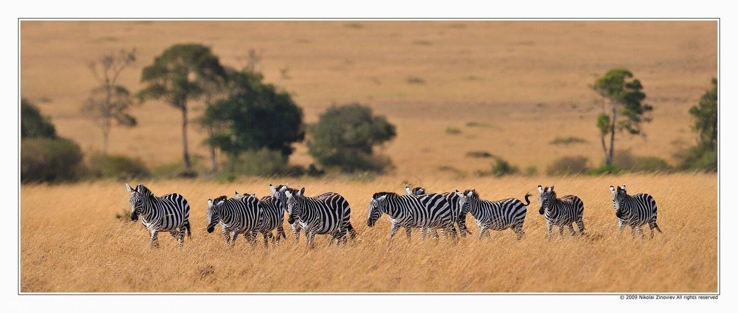 африка, кения, масай, мара, зебра, Николай Зиновьев