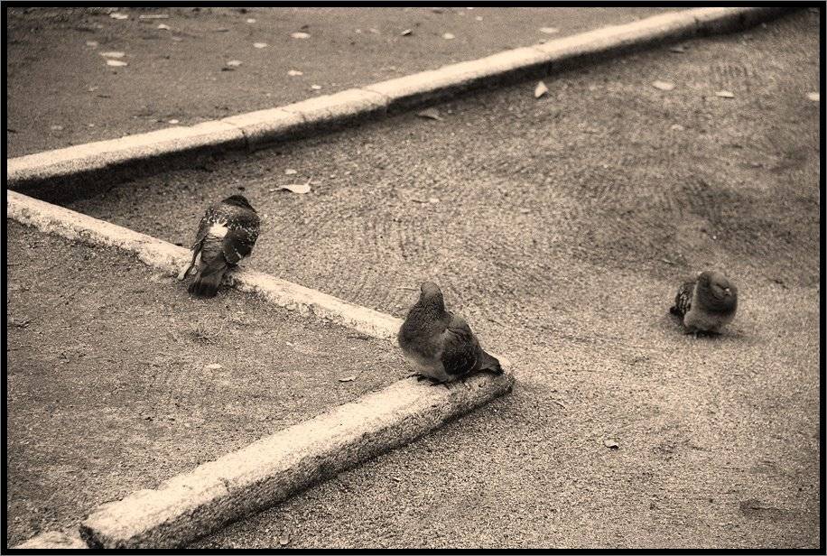 , Лунный Ежик