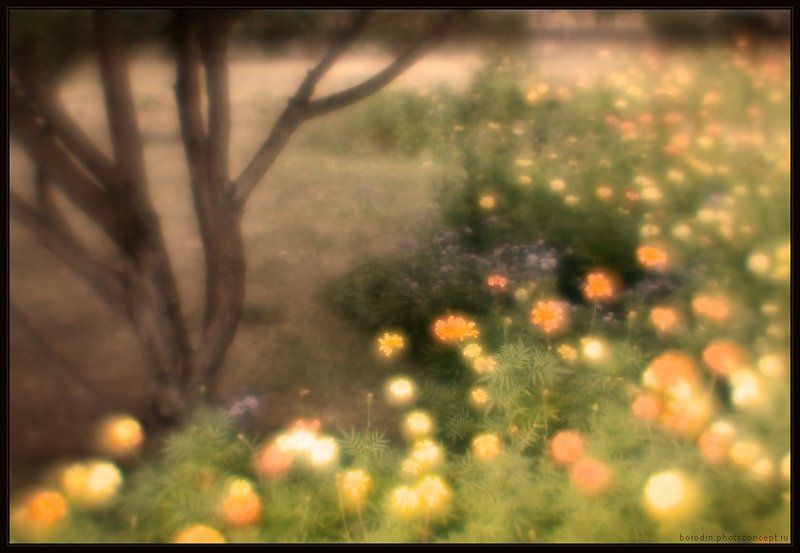 Цветные сны фото превью