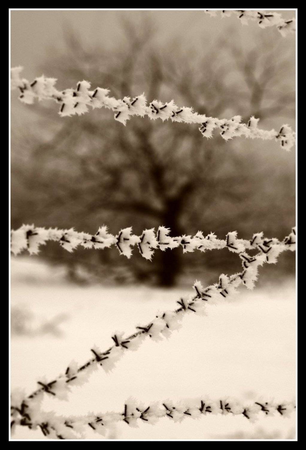 колючая проволока, дуб, зима, Андрей(AWERS)