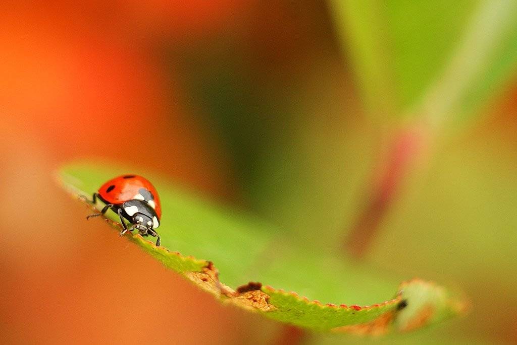 , Владислав.