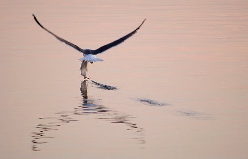 без труда, не вытащишь рыбу из пруда