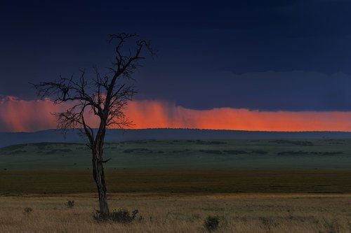 Про маленькую птичку, которая в отличие от других птичек не боялась непогоды и любила мечтать, наблюдая за дождём в саванне