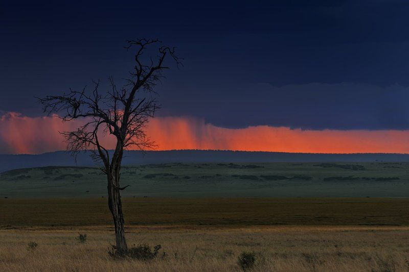 Про маленькую птичку, которая в отличие от других птичек не боялась непогоды и любила мечтать, наблюдая за дождём в саванне фото превью