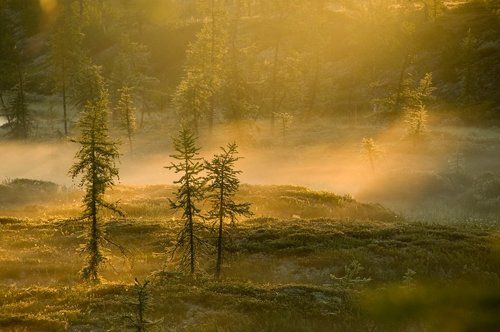 лучь солнца золотого