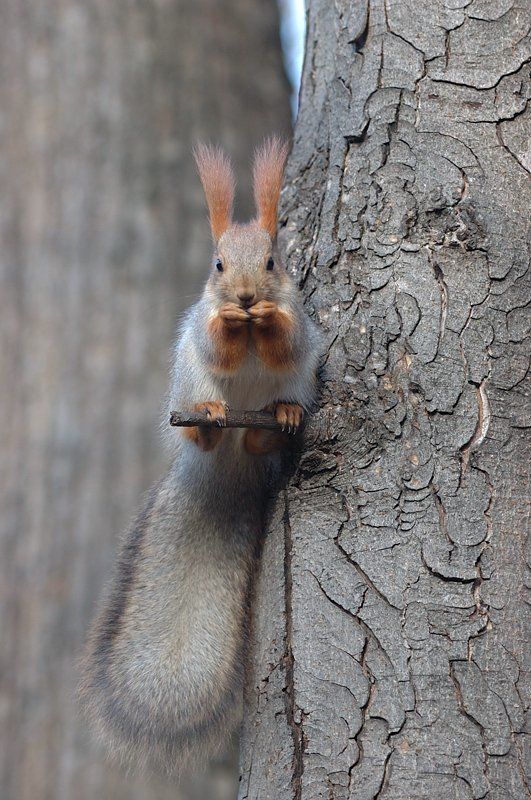 кисловодск, курортный парк, теренкур, белка, 2008 вышла бы знатная шуба фото превью