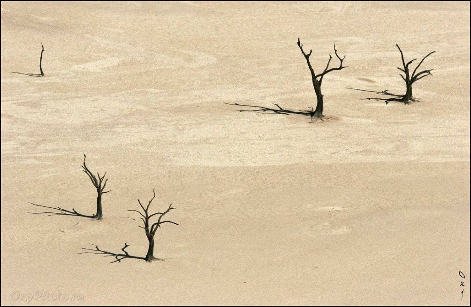 africa, dune, namib desert, namibia, sossusvlei, африка, дюны, намибия, пустыня намиб, соссусвлеи,, Оксана Борц