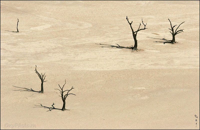 africa, dune, namib desert, namibia, sossusvlei, африка, дюны, намибия, пустыня намиб, соссусвлеи, Танцы с тенями... фото превью